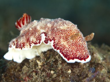 omurgasızını chromodoris reticulata