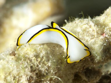 salyangoz chelidonura pallida