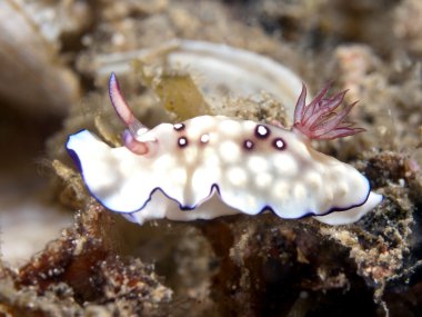 omurgasızını chromodoris hintuanensis