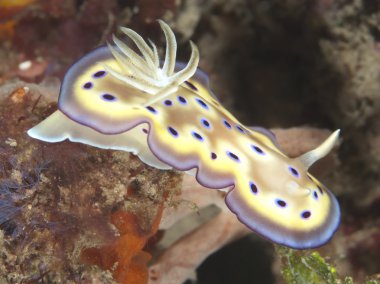 omurgasızını chromodoris kuniei