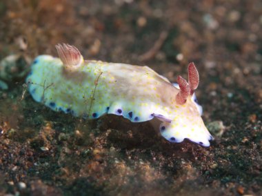 omurgasızını chromodoris rufomarginata