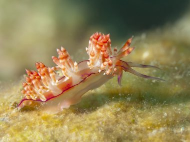 omurgasızını flabellina rubrolineata