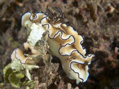omurgasızını glossodoris atromarginata
