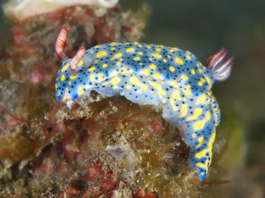 omurgasızını hypselodoris obscura