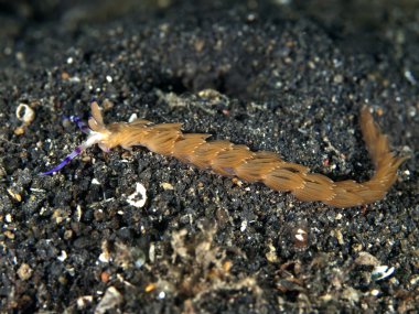 omurgasızını pteraeolidia janthina