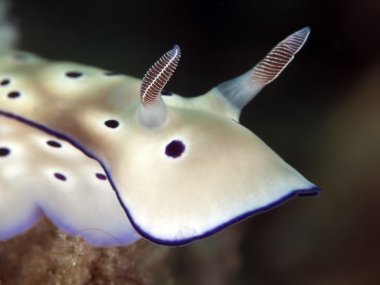 omurgasızını risbecia tryoni