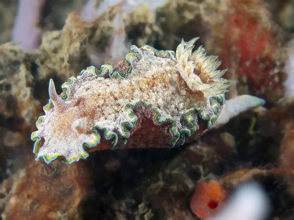Nudibranch chromodoris albopunctata — стокове фото