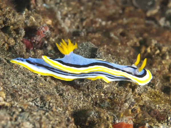 Nudibranch Chromodoris annae — Stok Foto