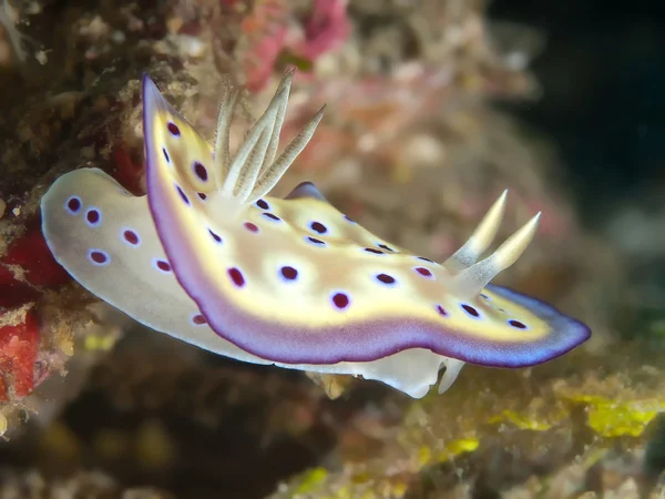 Nakensnäckan chromodoris kuniei — Stockfoto