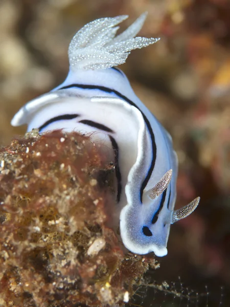 Nudibranch chromodoris willani — Stock Photo, Image