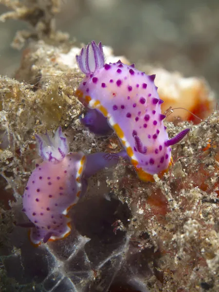 Nudibrânquios mexichromis macropus — Fotografia de Stock