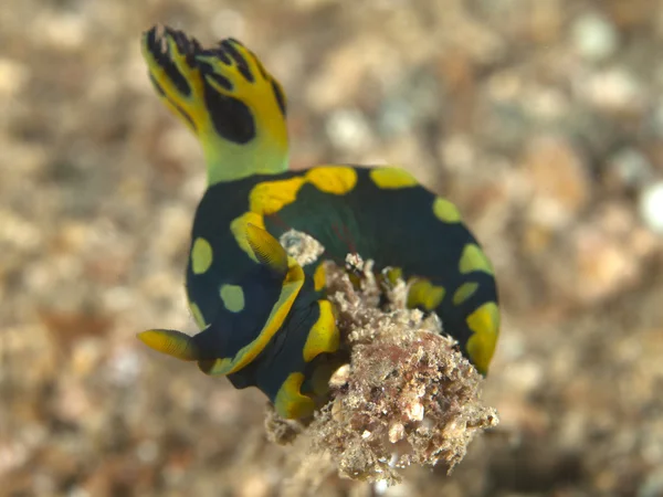 Nudibranch nembrotha kubaryana — 스톡 사진