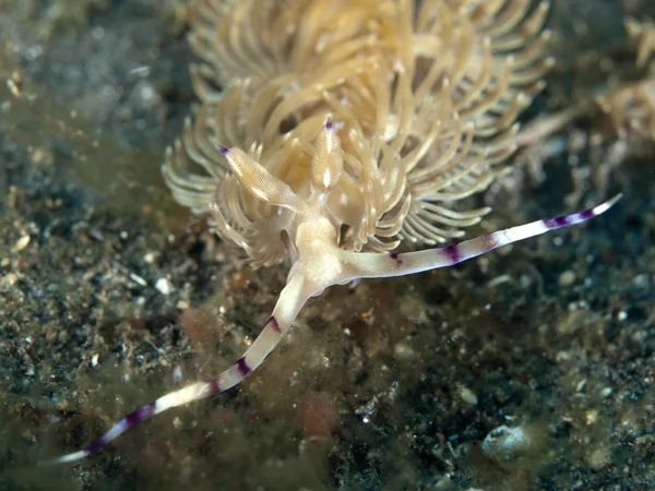 Nudibrânquios pteraeolidia janthina — Fotografia de Stock