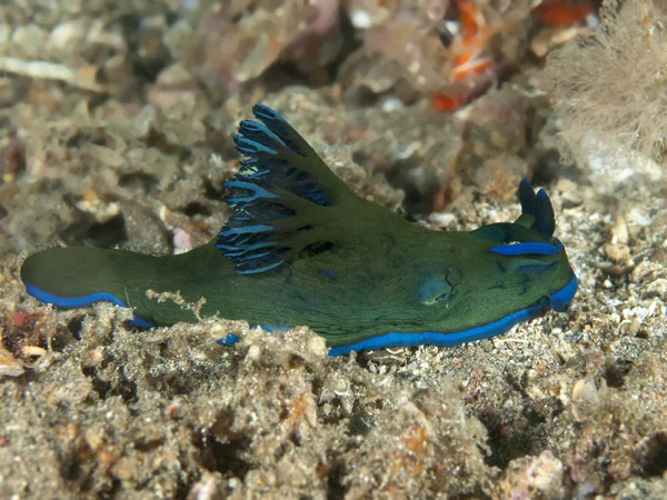 Nudibranch — Stock Photo, Image