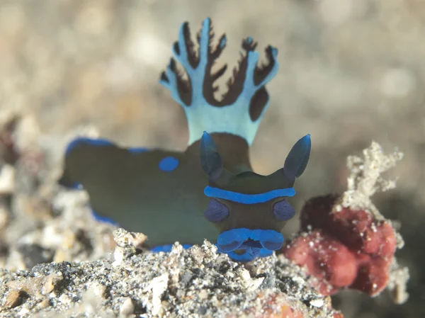 Nudibranch — Stock Photo, Image