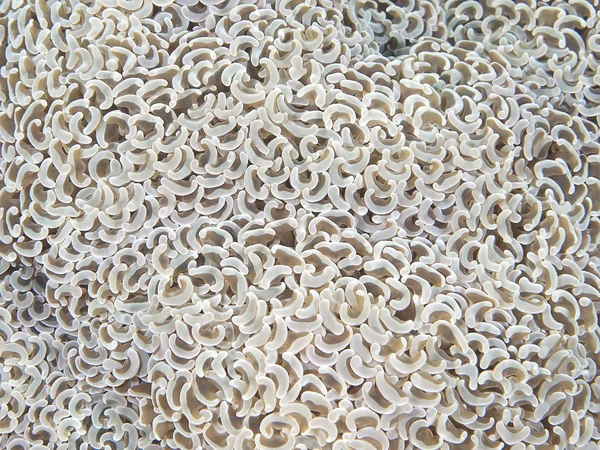 Coral texture — Stock Photo, Image