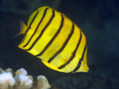 Eightband butterflyfish