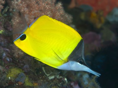Longnose butterflyfish