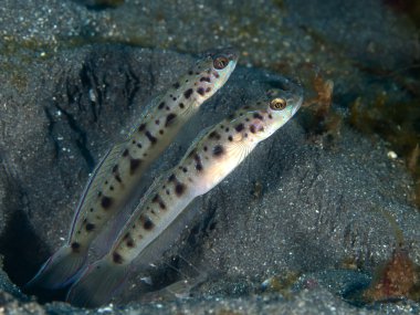 ambanoro karides-kaya balığı