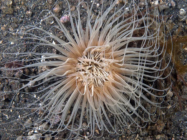 Riesenröhrenanemone — Stockfoto