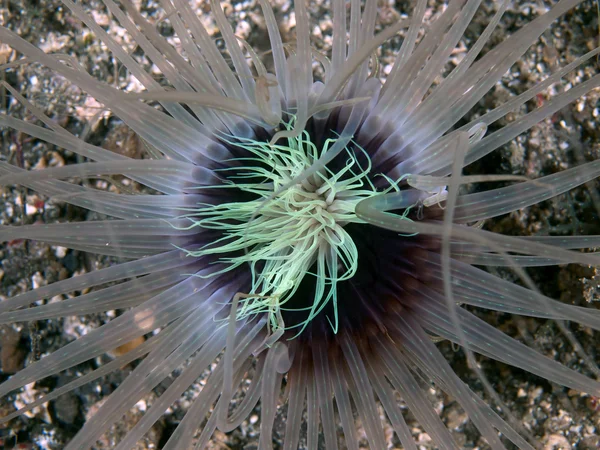 Anêmona de tubo gigante — Fotografia de Stock