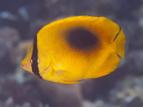 Poisson-papillon larme jaune — Photo