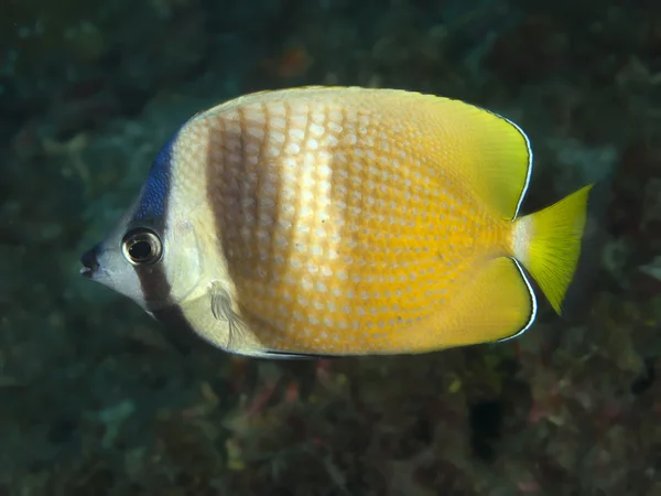 Sunburst butterflyfish — Stok fotoğraf