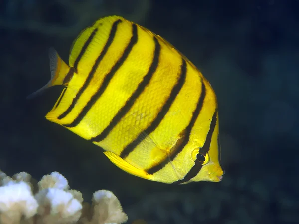 Eightband butterflyfish — Stok fotoğraf