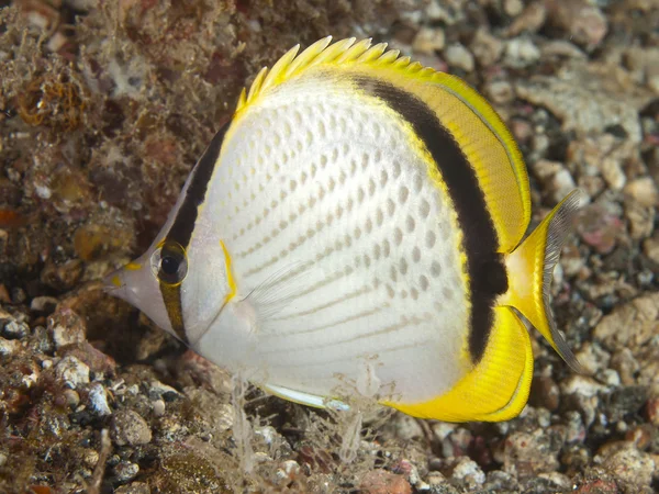Pesce farfalla punteggiato di giallo — Foto Stock