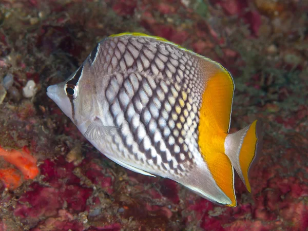 Perlschuppen-Falterfisch — Stockfoto