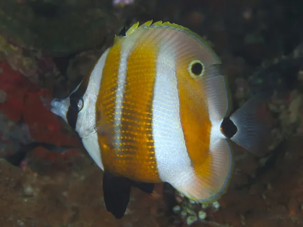 Sixspine butterflyfish — Stock Photo, Image