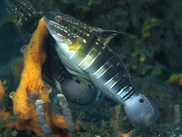 Bandad smörbult — Stockfoto