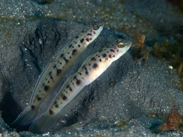 Ambanoro camarão-goby — Fotografia de Stock