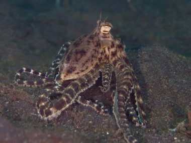 Mimic Octopus clipart