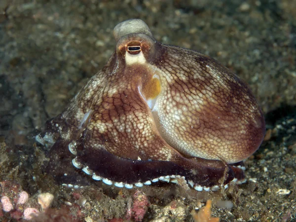 Coconut octopus — Stock Photo, Image