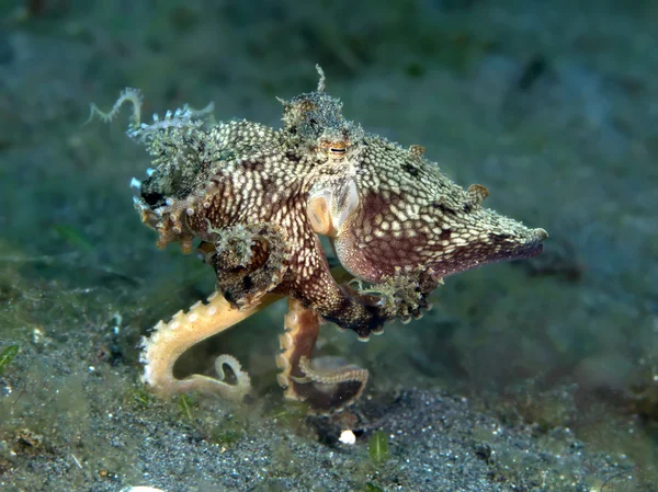 Mimic Octopus — Stock Photo, Image