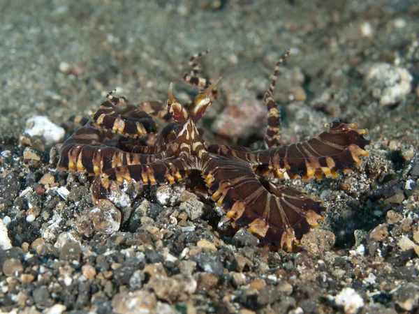 Wunderpus восьминіг — стокове фото