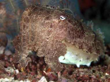 ortak mürekkep balığı