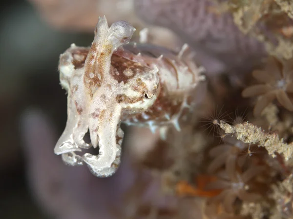 Stumpy-Spined Cuttlefish — Stock Photo, Image