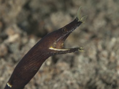 Şerit yılan balığı