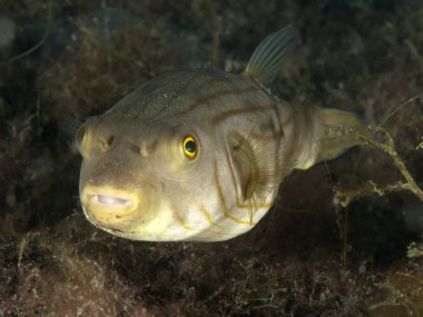 dar çizgili puffer