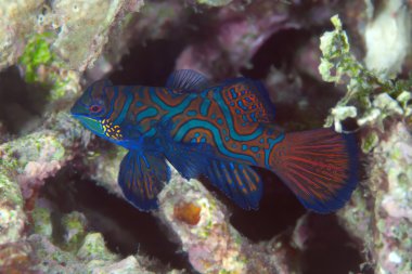 Mandarinfish