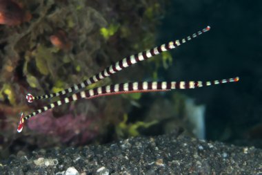 şeritli pipefish