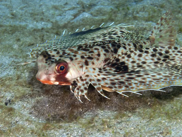 Orientální létající gurnard — Stock fotografie