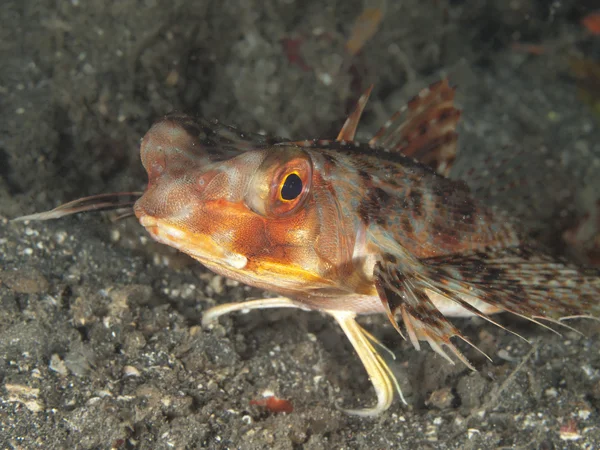 Orientální létající gurnard — Stock fotografie