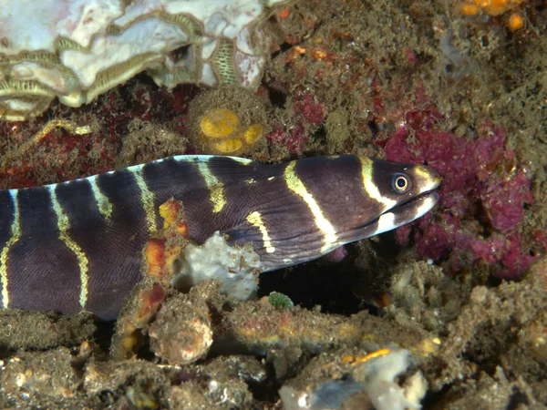 Barred moray — Stock Photo, Image