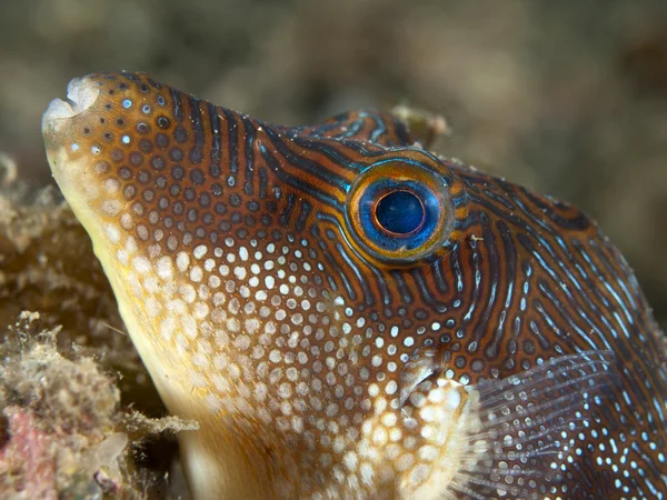 Papuano toby — Foto Stock