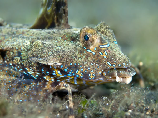 Ψάρια των κοραλλιών λαθροχείρ dragonet — Φωτογραφία Αρχείου