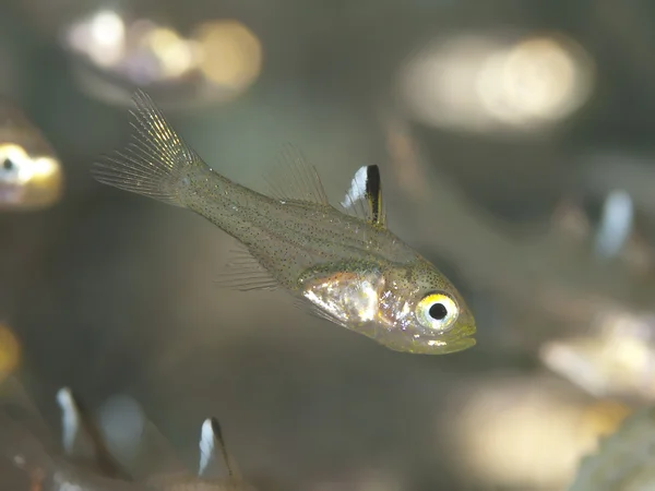 Frostfin cardinalfish — Stockfoto