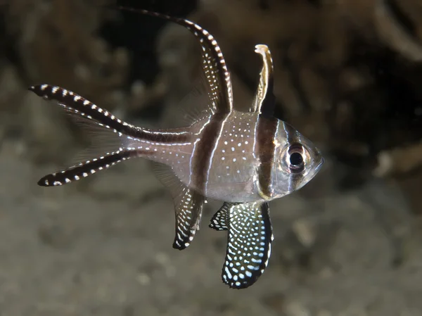 Pesce cardinale Banggai — Foto Stock